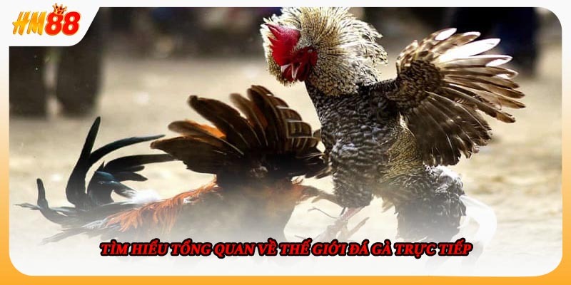 Toàn cảnh thị trường đá gà trực tiếp trong thời gian gần đây